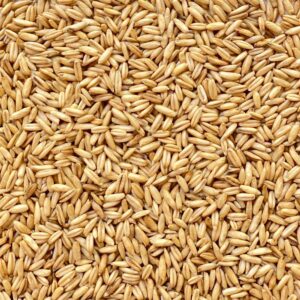 Avena decorticata ad uso zootecnico