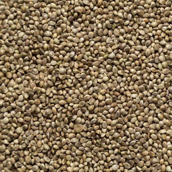 Canapa ad uso zootecnico