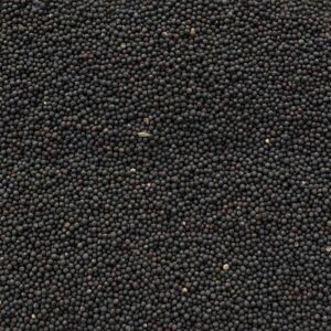 Colza ad uso zootecnico