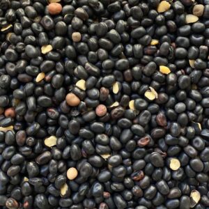 Favino nero ad uso zootecnico