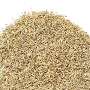 Festuca rubra fallax