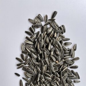 Girasoli grandi striati ad uso zootecnico