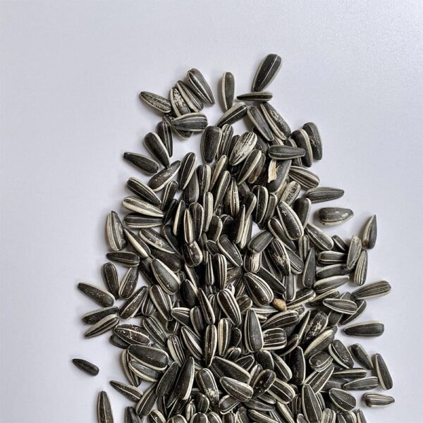 Girasoli grandi striati ad uso zootecnico