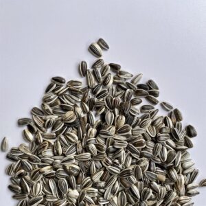 Girasoli medi striati ad uso zootecnico