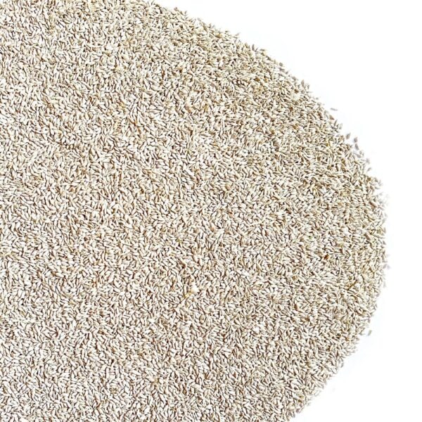 Gramigna (cynodon dactylon) con rhizo