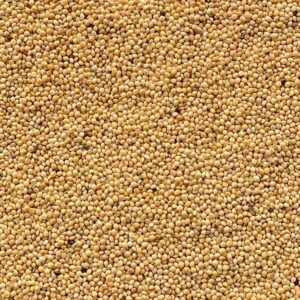 Miglio bianco ad uso zootecnico