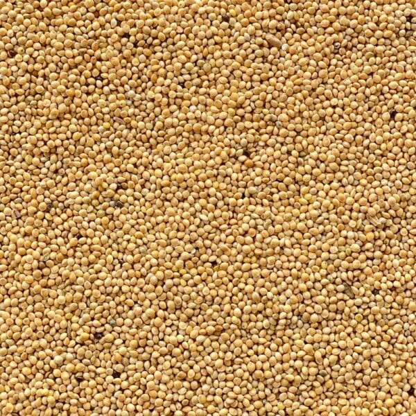 Miglio bianco ad uso zootecnico