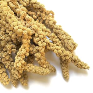 Panico in spiga ad uso zootecnico