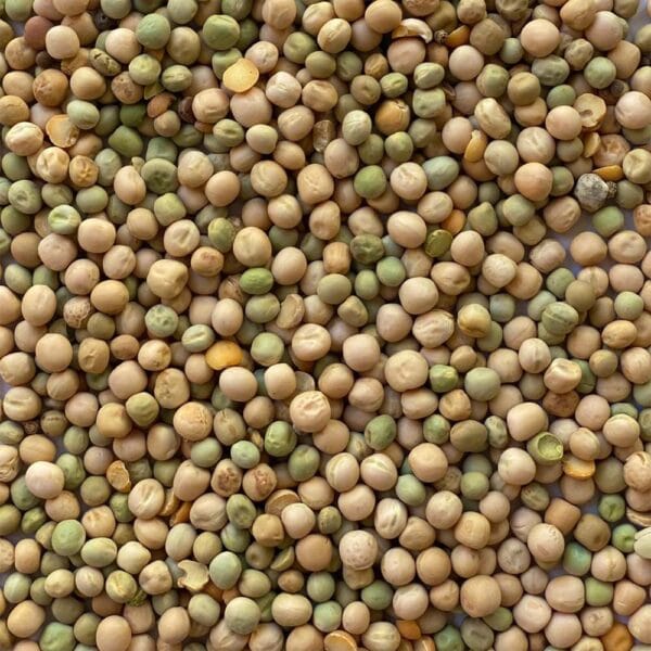 Piselli ad uso zootecnico