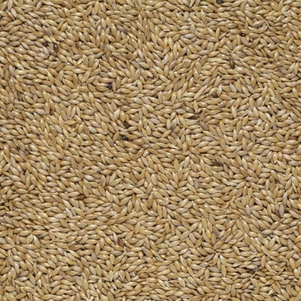 Scagliola ad uso zootecnico