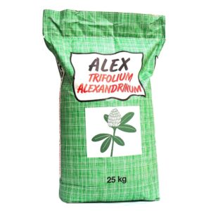 Trifoglio alessandrino alex