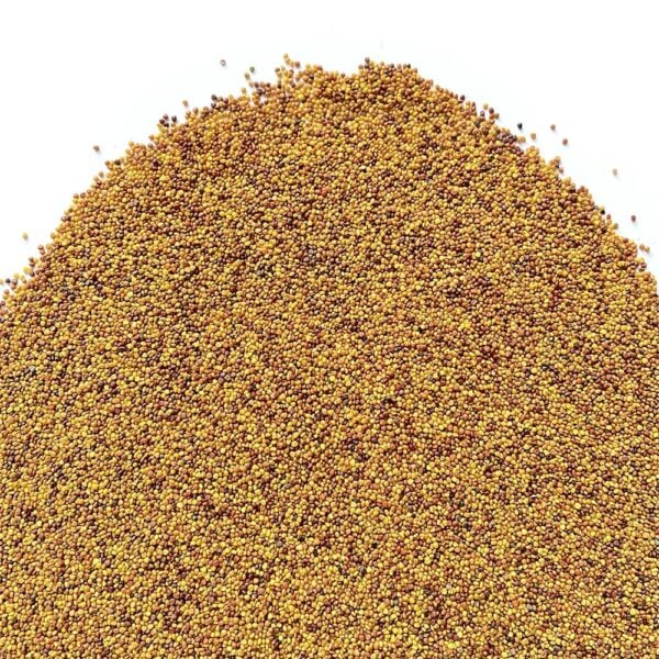 Trifoglio bianco nanissimo con rhizo