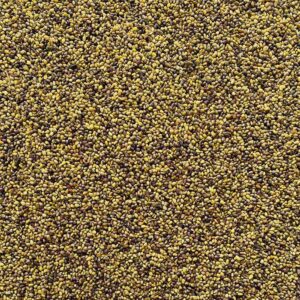 Trifoglio pratense rozeta