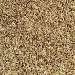 Miscela 70% Festuca arundinacea - 30% Loietto perenne