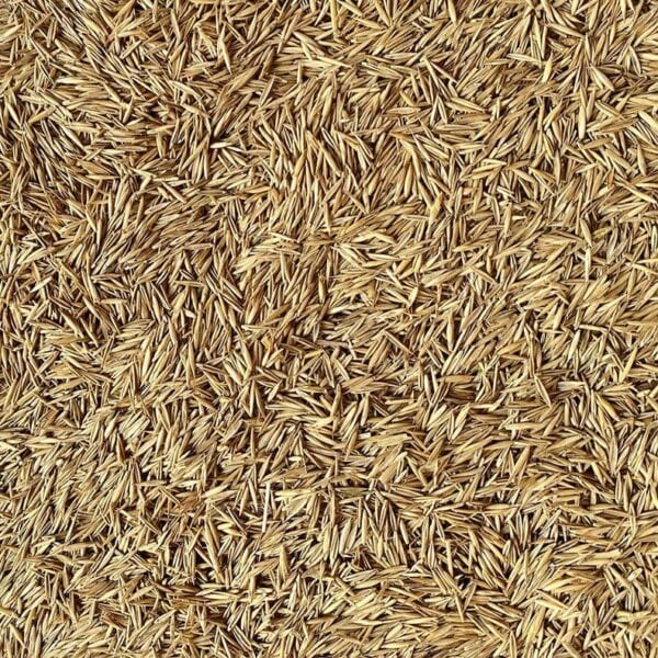 Miscela 70% Festuca arundinacea - 30% Loietto perenne