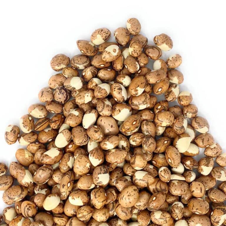 cardoni - Cardoni - Italian Masters of Farming