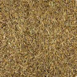 festuca arundinacea da foraggio