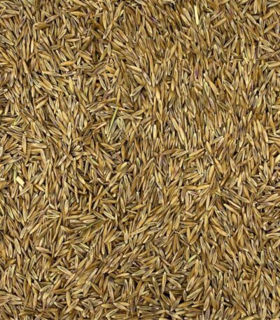 festuca arundinacea da foraggio