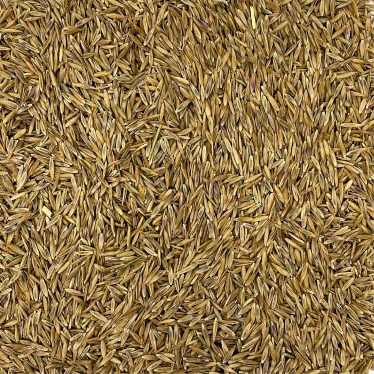 festuca arundinacea da foraggio