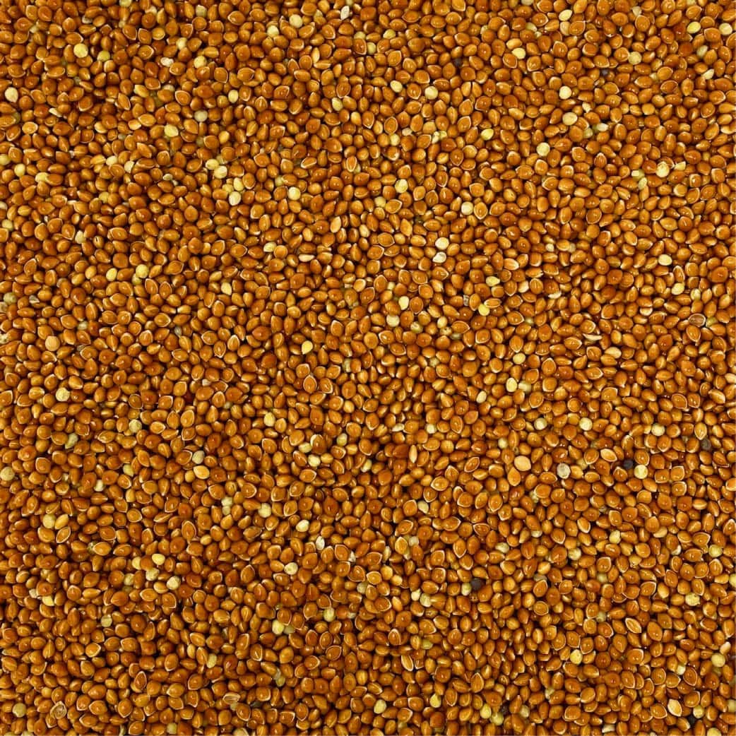 miglio-rosso-ad-uso-zootecnico-01 miglio rosso